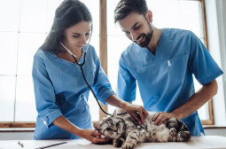 What Skills should an Veterinarian Have